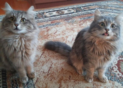 Пушистые Василий и Архип приняли участие в конкурсе «Мартовские коты» 