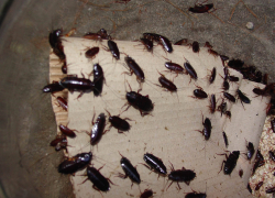 Самые неприятные соседи: как анапчанам избавиться от тараканов в доме