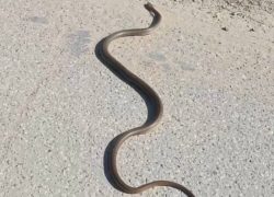  «Смотрите под ноги»: на улицах Анапы можно встретить змею