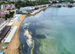 Несобранная камка и дельфины у берега: обстановка на море в середине сентября 