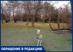 Анапчанка предлагает усыпить бездомных собак возле парка "Джунгли"