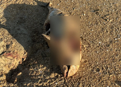 Море смерти в Анапе: на пляже нашли мёртвых дельфинов и птиц в мазуте