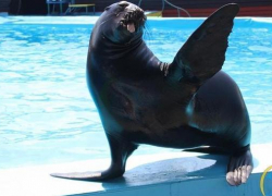 Морской котик, пропавший из анапского дельфинария,сбежал в Грузию