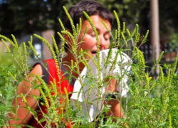 Амброзия замучила анапчан и отдыхающих