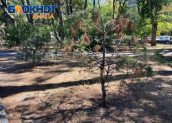 Экспертиза доказала виновность подрядчика в гибели деревьев в Анапе