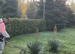 В Анапе стартовал весенний покос травы