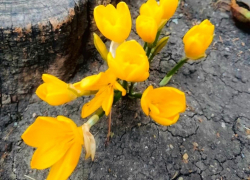 «Это не крокусы»: в Анапе расцвели краснокнижные растения