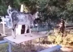 Козы бегают по кладбищу и портят памятники в хуторе под Анапой