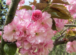 50 оттенков розового: в Анапе зацвела сакура