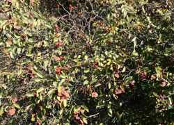Красота осени: в анапских лесах цветет шиповник