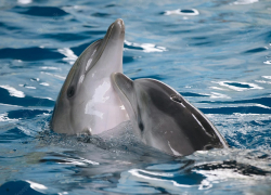  За последние полтора месяца у берегов Анапы и других курортов погибли более 200 дельфинов