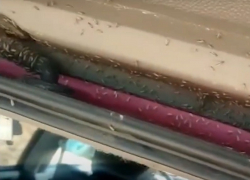 Анапу опять атакуют насекомые – теперь полчища комаров