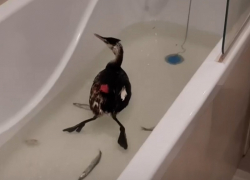 Не смогла пройти мимо: 15-летняя анапчанка спасла раненую чомгу со сломанным крылом