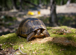 Анапский заповедник «Утриш» организует коридор для черепах Никольского