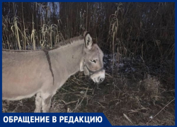 Анапчане сообщают, что у парка "Джунгли" на улице замерзают ослик и пони