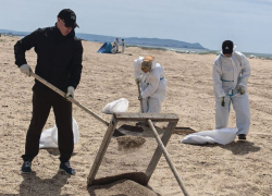 Традиционные методы сбора мазута оказались неэффективными в Анапе