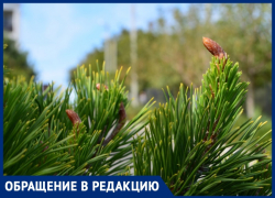 Срубили нашу ёлочку под самый корешок: недалеко от Анапы пилят многолетние деревья