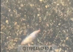 Много дохлой рыбы обнаружили в Анапе в районе Малой Бухты