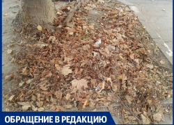 Анапчанка жалуется, что опавшую листву не убирают уже больше месяца: так ли это?