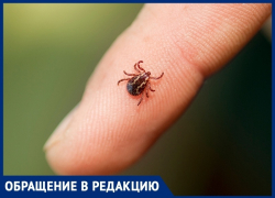 Крик души анапчанки: клещи заедают не только собаку, но и её саму