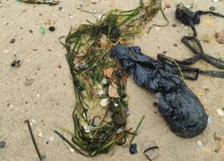 Волонтеры нашли небольшие выбросы мазута в Анапе