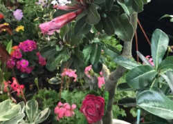 25 февраля в Анапе пройдет выставка-продажа комнатных растений и экспозиция рептилий и насекомых