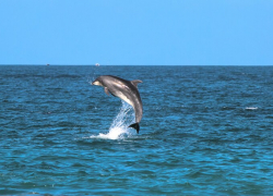 Скорая помощь: в Анапе скоро появится реанимобиль для дельфинов 