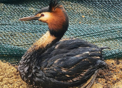 Более 800 птиц пострадали из-за новых нефтяных выбросов у берегов Анапы