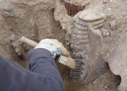 Кладбище слонов и носорогов возрастом 1,4 млн лет нашли недалеко от Анапы