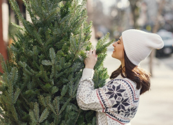 Новогодние елки в Анапе могут подорожать