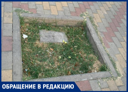 «Чудом не пострадала»: анапчанка просит привести в порядок клумбы 