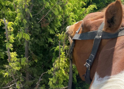 Родители сбитого лошадью мальчика потребовали 50 тысяч