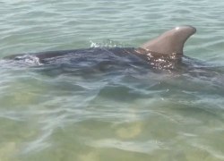 Эколог: дельфины случайно задеть людей не могут
