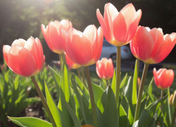 В Анапе стоимость тюльпанов за год выросла, а роз — подешевела