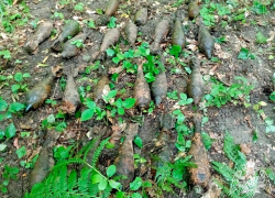 Шесть мин времен войны нашли на берегу Кизилташского лимана в Витязево под Анапой