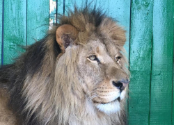 Зоопарк «Король Лев»: животные со всего мира уже в Анапе