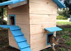 Анапский Котополис отмечает Всемирный день кошек