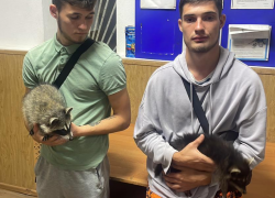 Фотоживодёров с енотами снова задержали в Анапе