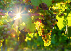 За сколько ушла с молотка хорошо известная анапчанам винодельня "Шато"?