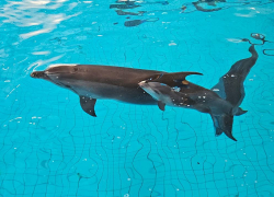 У дельфина из Анапы родился детеныш