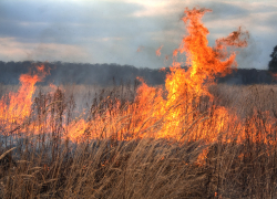 В Варваровке под Анапой загорелась трава: вспыхнуть огнём мог и лес