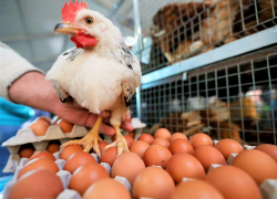  Цены на яйца в Анапе упадут в ближайшее время: стабилизируются за счет импорта  