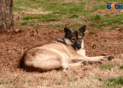  Число укушенных животными анапчан выросло на 16%