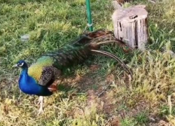 В одном из дворов под Анапой полиция обнаружила двух привязанных павлинов