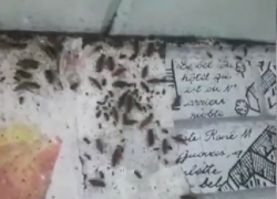 Многодетная семья в Анапе превратила выделенное государством жильё в адский дом