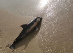 В Анапе нашли более 40 погибших дельфинов