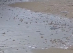 Сотни мертвых медуз выбросило на берег Черного моря в Анапе