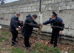 В Анапе кот застрял в колючей проволоке на территории ИВС