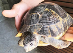 В Витязево под Анапой задержали фотоживодера с черепахой и змеей
