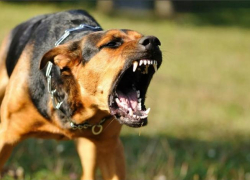 В Анапе на улице Кати Соловьяновой стая собак накинулась на 5-летнего ребёнка